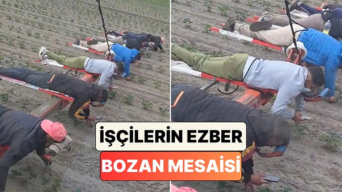 Çilek Tarlasında Telefonla Oynayarak Yabani Ot Temizliği Yapan İşçilerin Aşırı Yorucu Mesaisi Beğeni Topladı