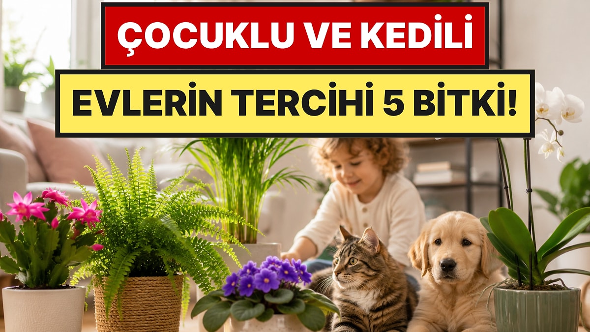 Zehirli Değil: Çocuklu ve Evcil Hayvanlı Evler İçin En Güvenli 5 Bitki
