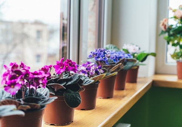 3. African Violet
