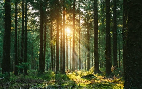 Astrologers Reveal: Discover the Tree That Empowers Your Zodiac!