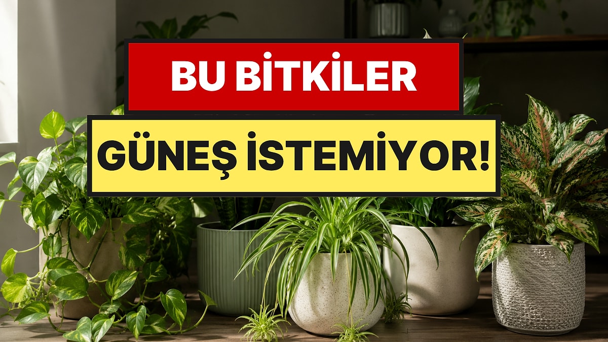 Eve Şans ve Bolluk Getiriyor: Güneş Görmeden Büyüyen 5 Bitki