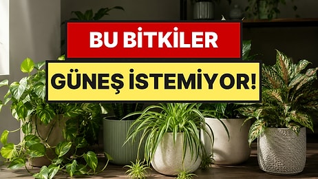Eve Şans ve Bolluk Getiriyor: Güneş Görmeden Büyüyen 5 Bitki