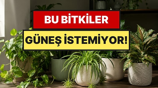 Eve Şans ve Bolluk Getiriyor: Güneş Görmeden Büyüyen 5 Bitki