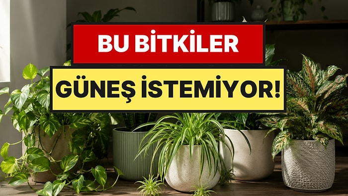 Eve Şans ve Bolluk Getiriyor: Güneş Görmeden Büyüyen 5 Bitki