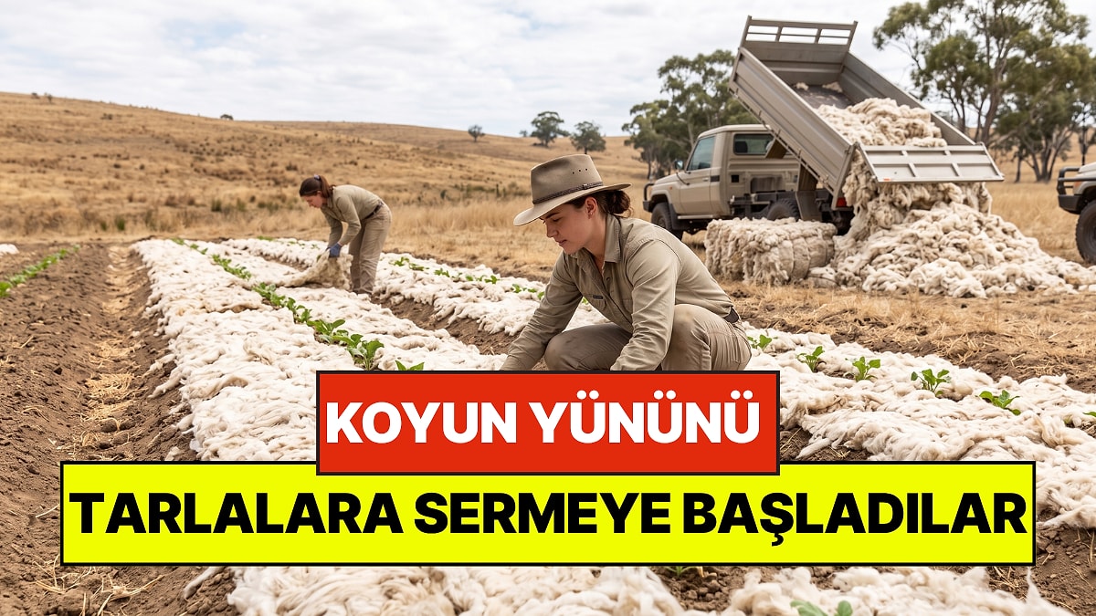 Tonlarca Koyun Yününü Tarlalara Sermeye Başladılar: Tarımda Yeni Dönem Olacak