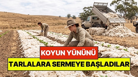 Tonlarca Koyun Yününü Tarlalara Sermeye Başladılar: Tarımda Yeni Dönem Olacak