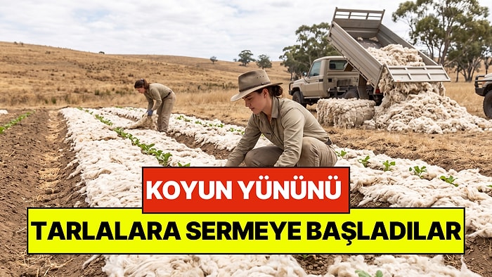 Tonlarca Koyun Yününü Tarlalara Sermeye Başladılar: Tarımda Yeni Dönem Olacak