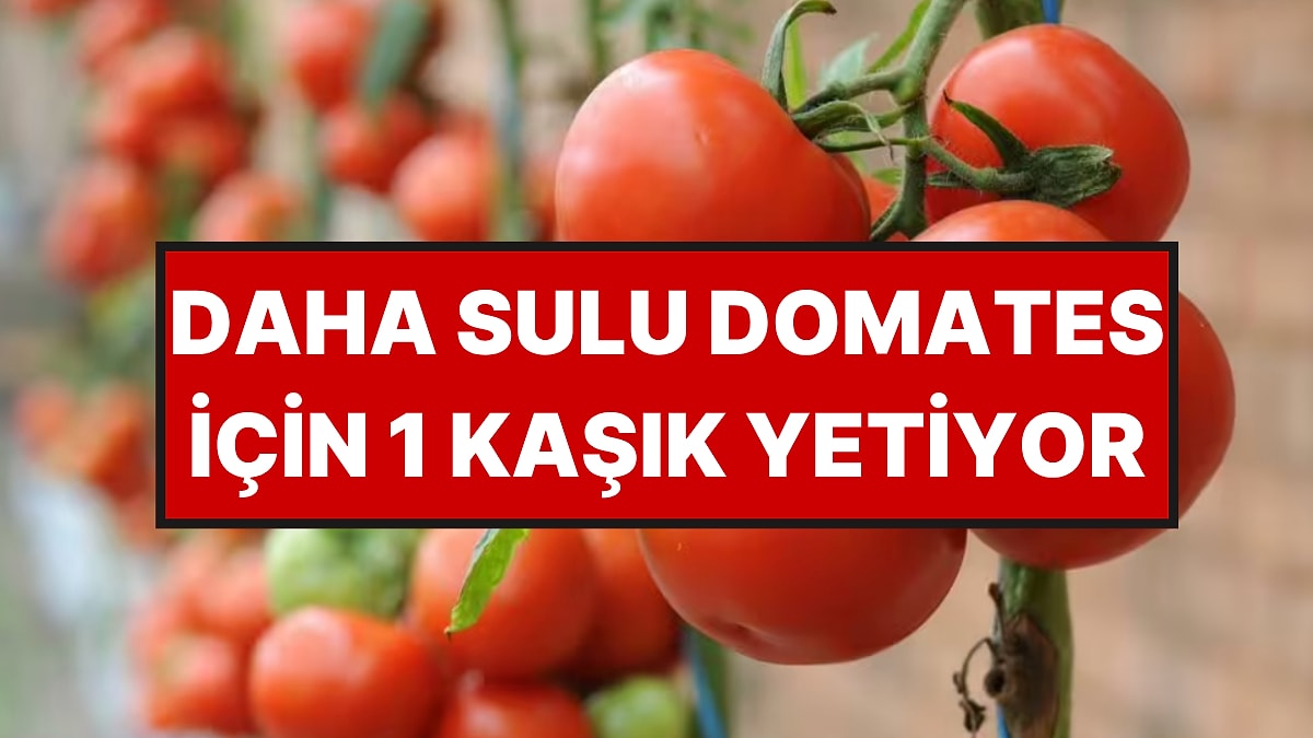 Daha Sulu Domates Bitkileri İçin Basit Yöntem: Ayda 1 Kez Uygulanması Tavsiye Ediliyor