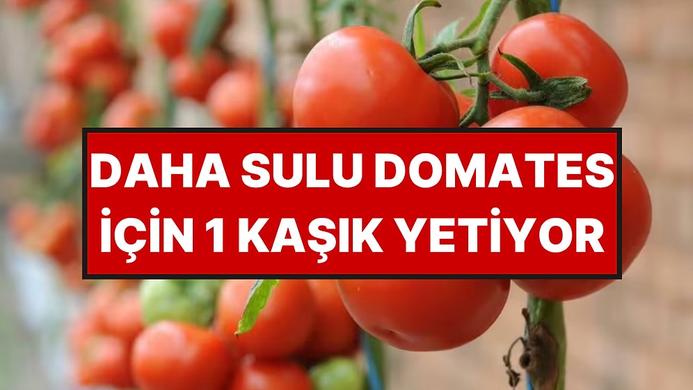 Daha Sulu Domates Bitkileri İçin Basit Yöntem: Ayda 1 Kez Uygulanması Tavsiye Ediliyor