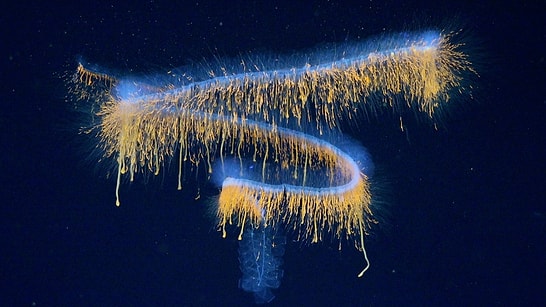 31 New Species Discovered in the Ocean’s Darkest Depths! Captured on Camera