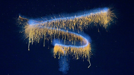 31 New Species Discovered in the Ocean’s Darkest Depths! Captured on Camera