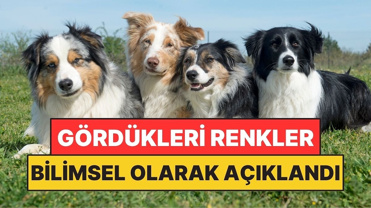 Yıllardır Yanlış Biliniyordu! Köpekler Meğer Dünyayı Böyle Görüyormuş