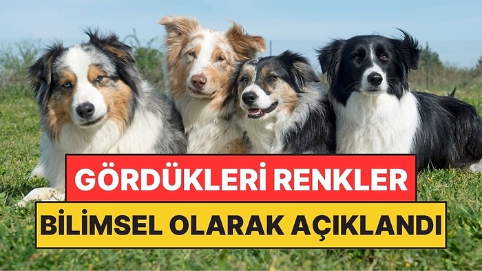Yıllardır Yanlış Biliniyordu! Köpekler Meğer Dünyayı Böyle Görüyormuş