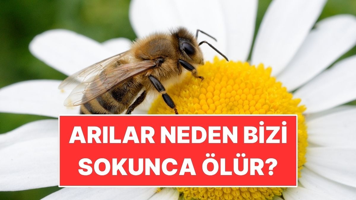 Arıların soktuktan sonra ölme sebebi ortaya çıktı