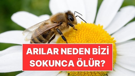 Arıların Soktuktan Sonra Ölme Sebebi Ortaya Çıktı