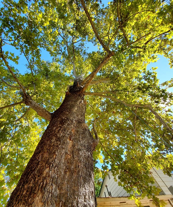 4. Çınar Ağacı (Platanus occidentalis)