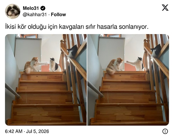 Kör dövüşü?