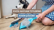 Patili Dostunuzun Tüylerinden En Pratik Şekilde Kurtulmanızı Sağlayacak 10 Yol