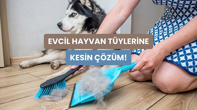 Patili Dostunuzun Tüylerinden En Pratik Şekilde Kurtulmanızı Sağlayacak 10 Yol