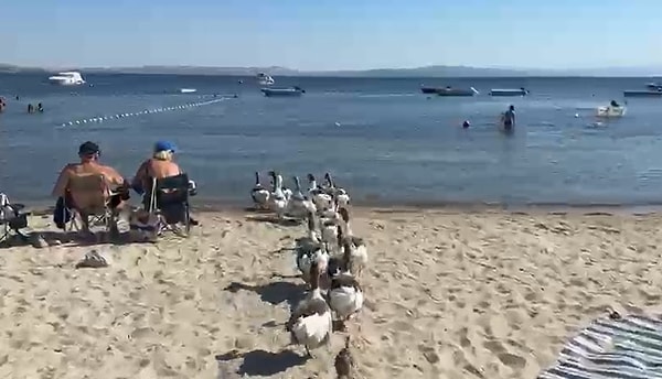Erdek’te kazların denize girmesine izin verilmemesi gündem olmuştu.