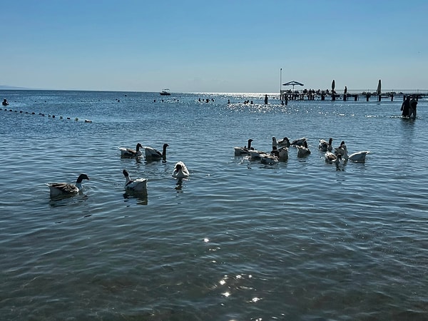 Kazlar bu yaz denizin keyfini çıkardı.