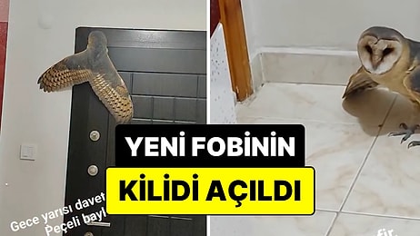 Yeni Fobinin Kilidi Açıldı: Serinlemek İçin Pencereyi Açık Bıraktı, Evine Peçeli Baykuş Girdi