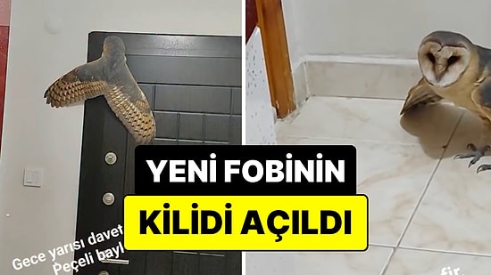 Yeni Fobinin Kilidi Açıldı: Serinlemek İçin Pencereyi Açık Bıraktı, Evine Peçeli Baykuş Girdi