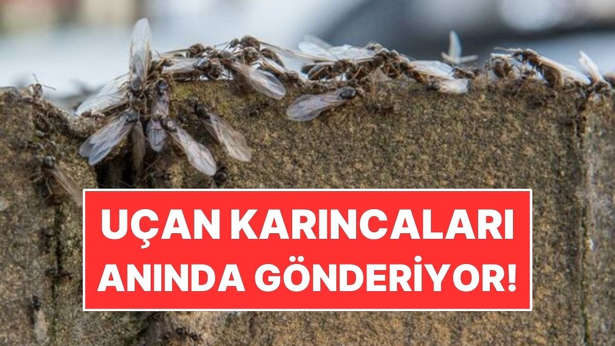 Uçan Karıncaları Evden Uzak Tutmanın Basit Yolu Belli Oldu