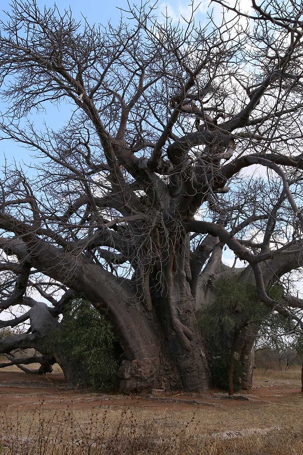 The famous legend passed down from generation to generation about the origin of the tree is indeed quite captivating: