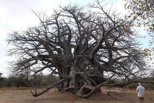 The age of the Sagole Baobab, with its smooth bark that leans towards grey, reflecting the midday sun, is a delightful topic of debate between science and local beliefs.