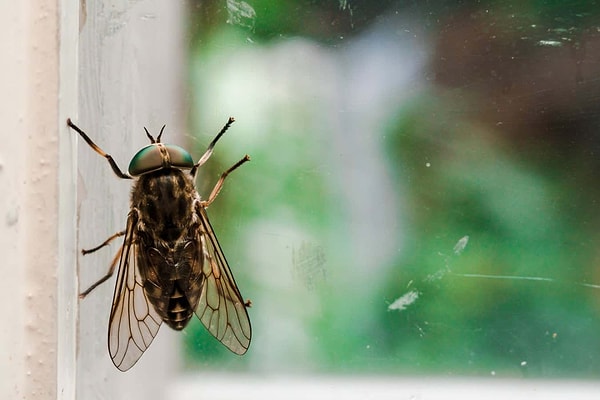 How to prepare homemade natural mosquito repellent spray?