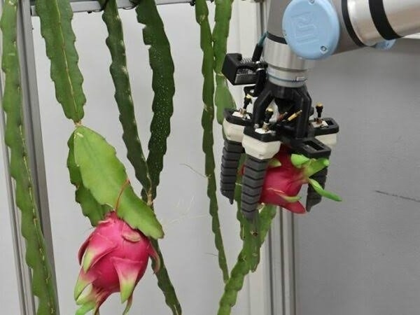 Robotun Sahip Olduğu Kusursuz Seçim Yeteneği Gelecekte Çiftçilerin İşini Elinden Alabilir