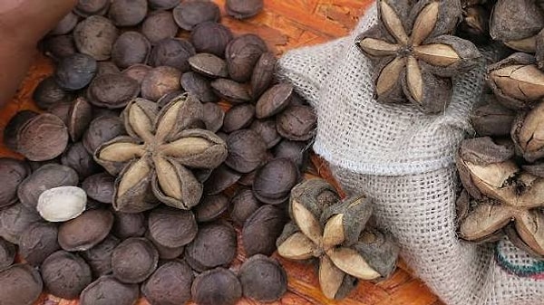 Sacha inchi tohumunun yaklaşık yarısını doymamış yağlar oluşturuyor.
