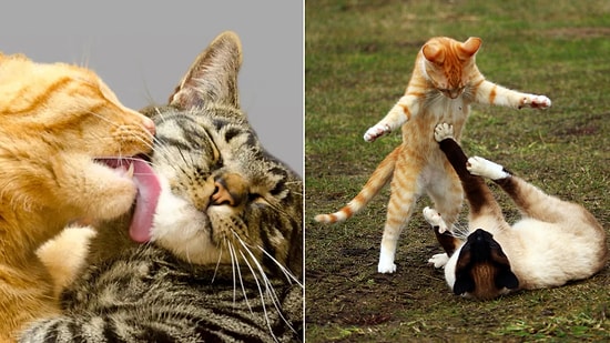 Why do Cats Lick Each Other?