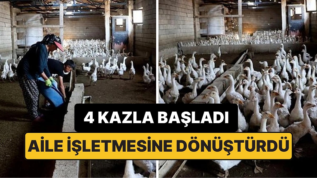 4 Kazla Kurduğu İşletmede Yılda 800 Yavru Kaz Yetiştiriyor