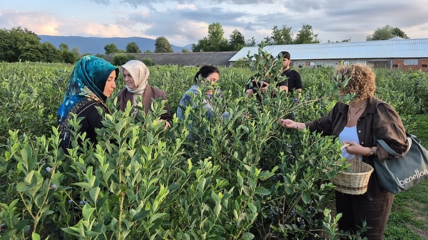 Bahçeye gelen ziyaretçiler, hem taze meyveleri dalından kendi elleriyle toplamanın keyfini çıkarıyor hem de doğayla iç içe eşsiz fotoğraflar çekiliyor.