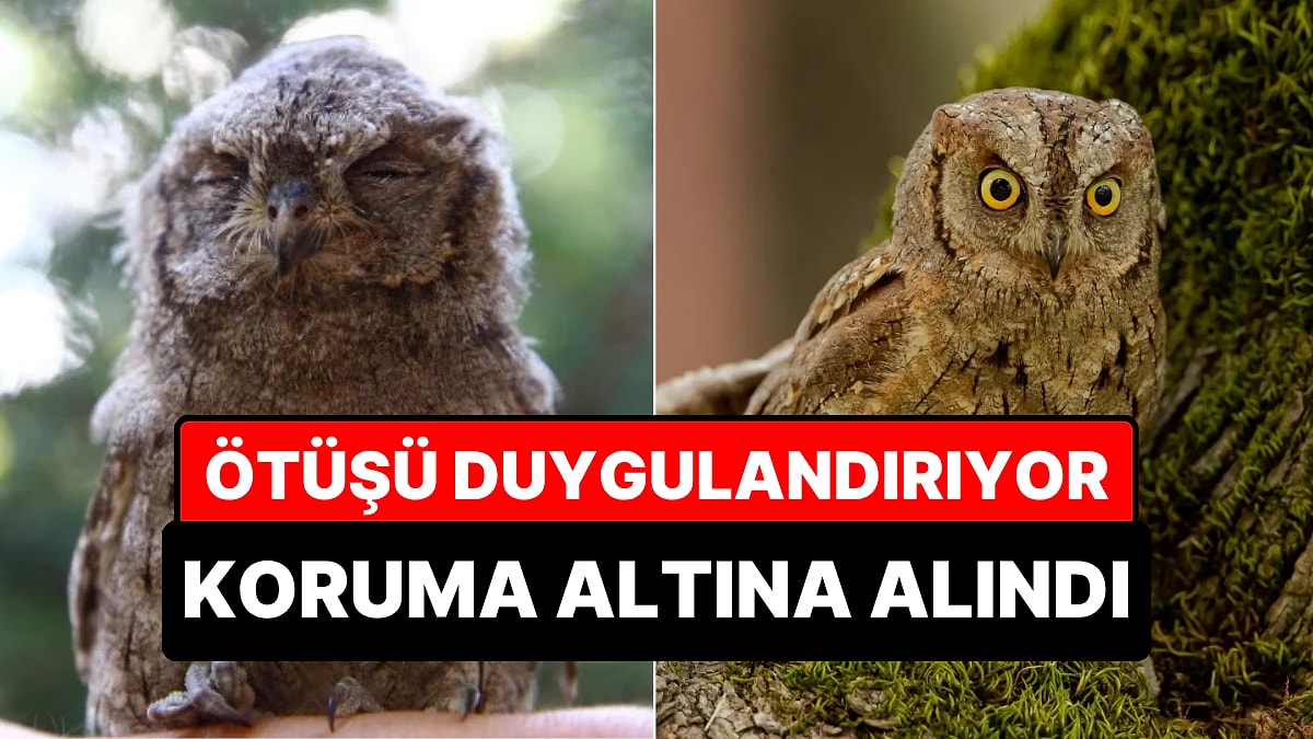Geceleri Kaybettiği Sevgilisini Arıyormuş: İshak Kuşu Yavrusu Korumaya Alındı