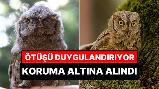 Geceleri Kaybettiği Sevgilisini Arıyormuş: İshak Kuşu Yavrusu Korumaya Alındı