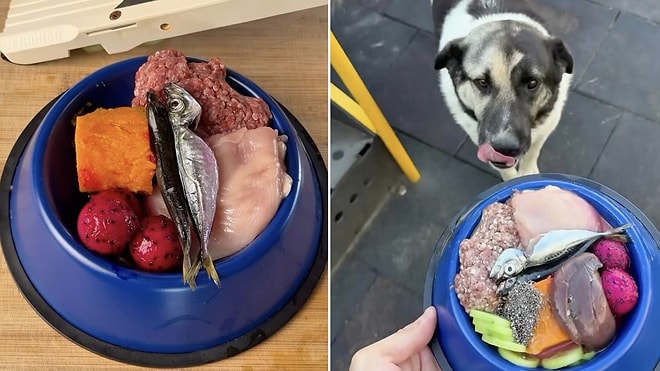 Heartwarming Moment: Former MasterChef Contestant Prepares Feast for a Stray Dog