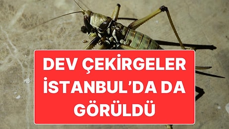Balkanlar Üzerinden Gelen ve Edirne’de Görülen Büyük Çekirge Sürüsü İstanbul’a Ulaştı