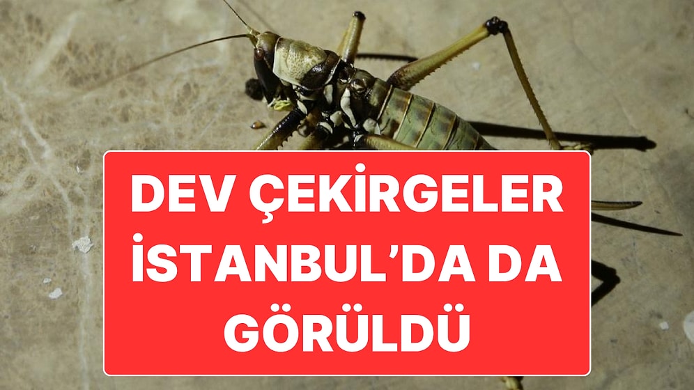 Balkanlar Üzerinden Gelen ve Edirne’de Görülen Büyük Çekirge Sürüsü İstanbul’a Ulaştı