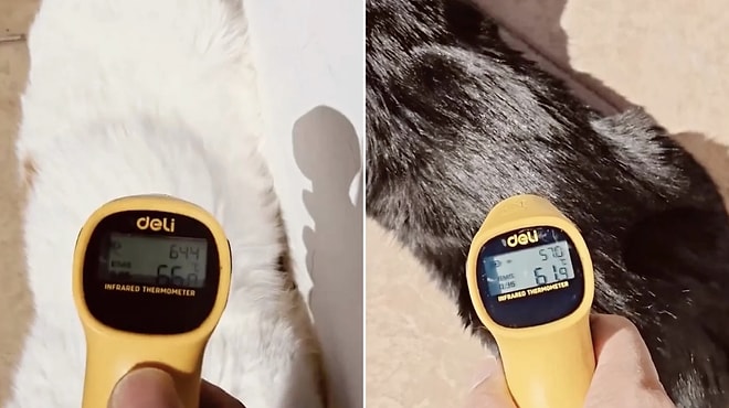 Summer Heat Experiment: Body Temperatures of Black and White Cats Measured Separately