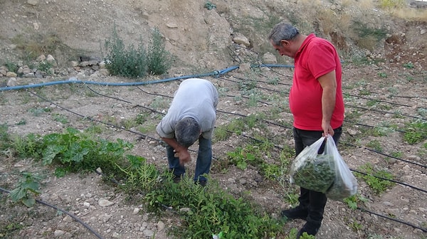 Topladığı semizotlarını ilçe pazarında satarak geçimini sağlayan Veysel Alev de bitkinin kendi sağlığı üzerindeki olumlu etkisini şu sözlerle anlattı: