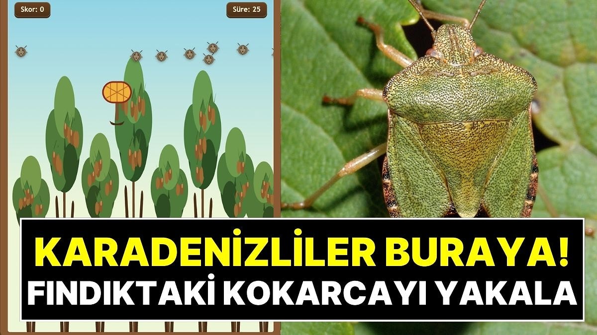 Fındık Bahçesinde Kokarca Avı: Gerçek Karadenizli misin, Test Et!