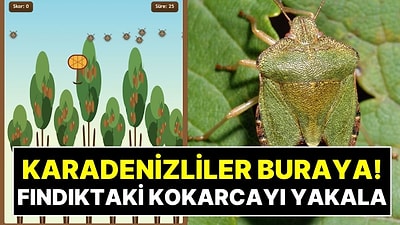 Fındık Bahçesinde Kokarca Avı: Gerçek Karadenizli misin, Test Et!