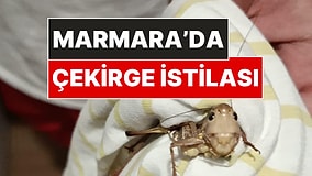 Balkanlardan Geldi: İstanbul'da Dev Çekirge İstilası!