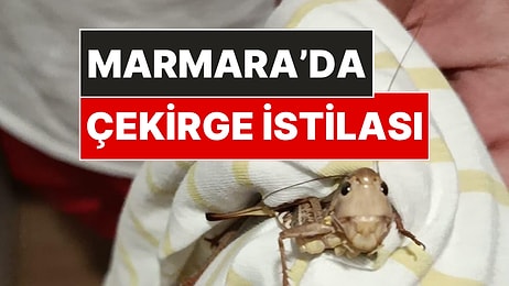 Balkanlardan Geldi: İstanbul'da Dev Çekirge İstilası!