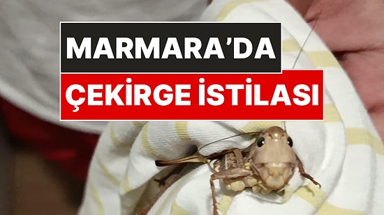 Balkanlardan Geldi: İstanbul'da Dev Çekirge İstilası!