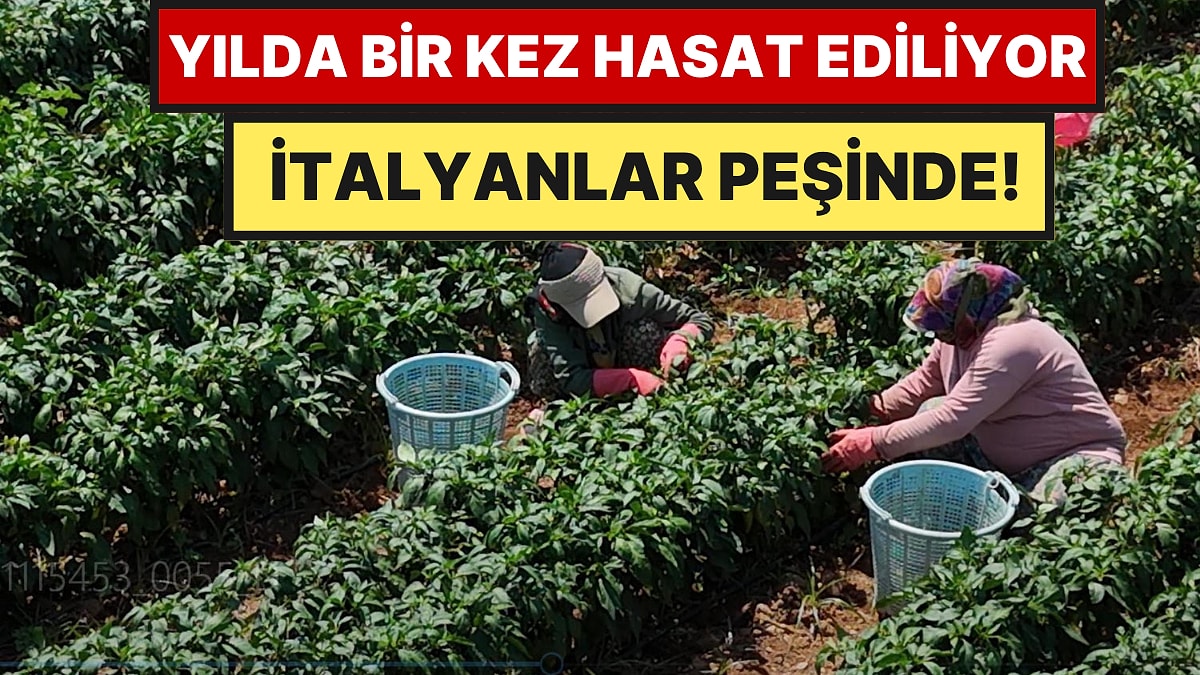 Sadece Bir Bölgede Yetişiyor, Hasadı Başladı: Tarlada 50 Lira, Pazarda 80 Lira