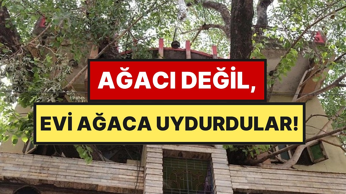 150 Yıllık Ağacı Kesmeye Kıyamadılar: Etrafına 4 Katlı Ev İnşa Ettiler!